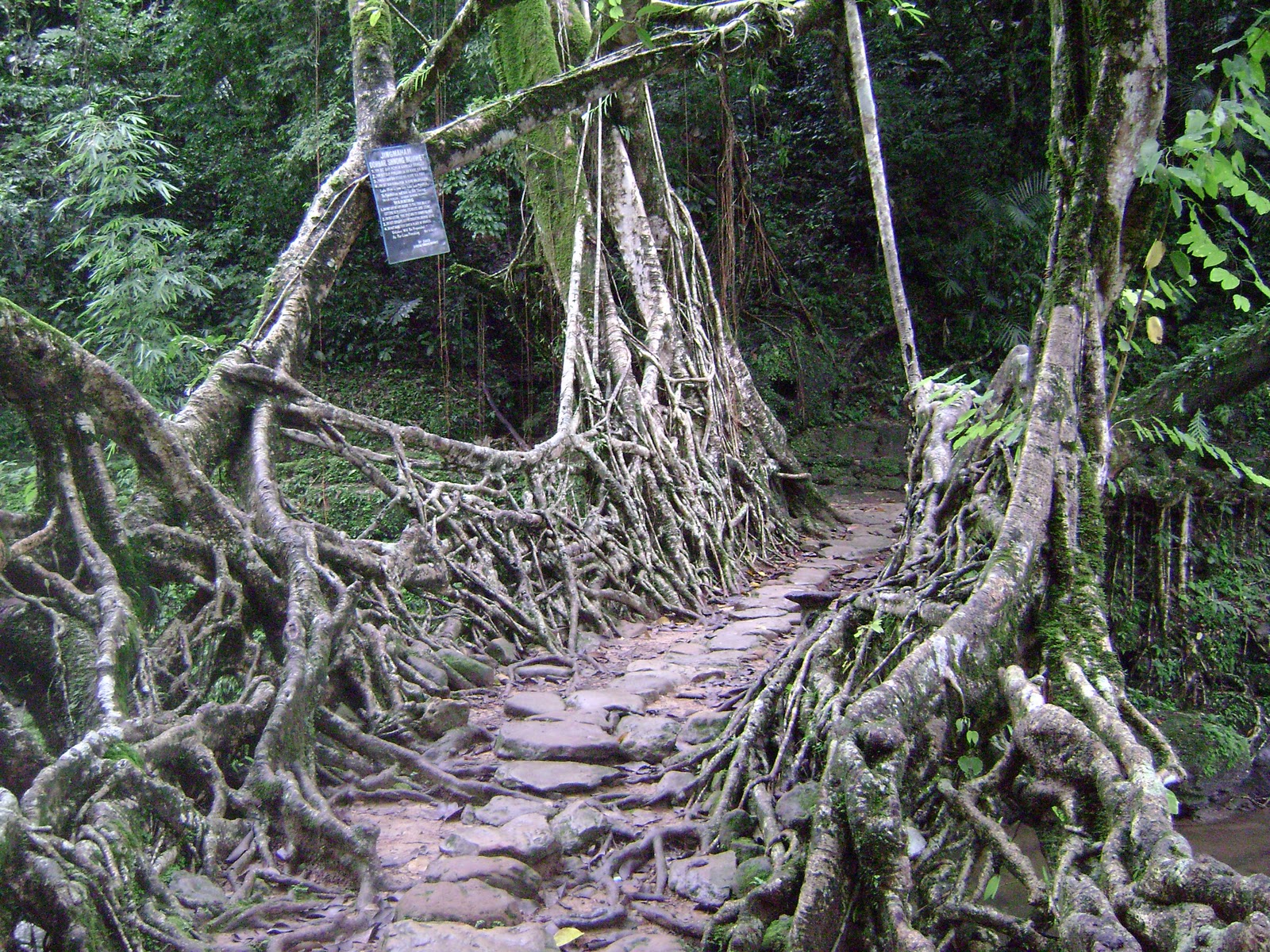 мост Living Root